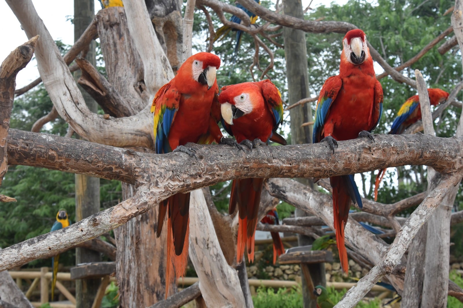 La guacamaya escarlata es una de las especies de loros más emblemáticas de las selvas tropicales de la región.