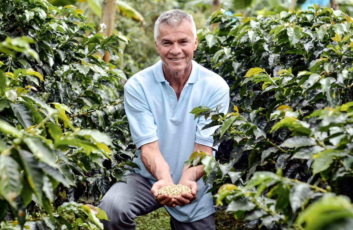 Victor Ibarra, de 57 años, es un cafetero de Gigante. Y desde hace dos décadas cosecha en su finca Lucitania el mejor café del municipio. Este producto y el cacao representan el 70 por ciento de la economía de Gigante. foto: Diana Rey Melo
