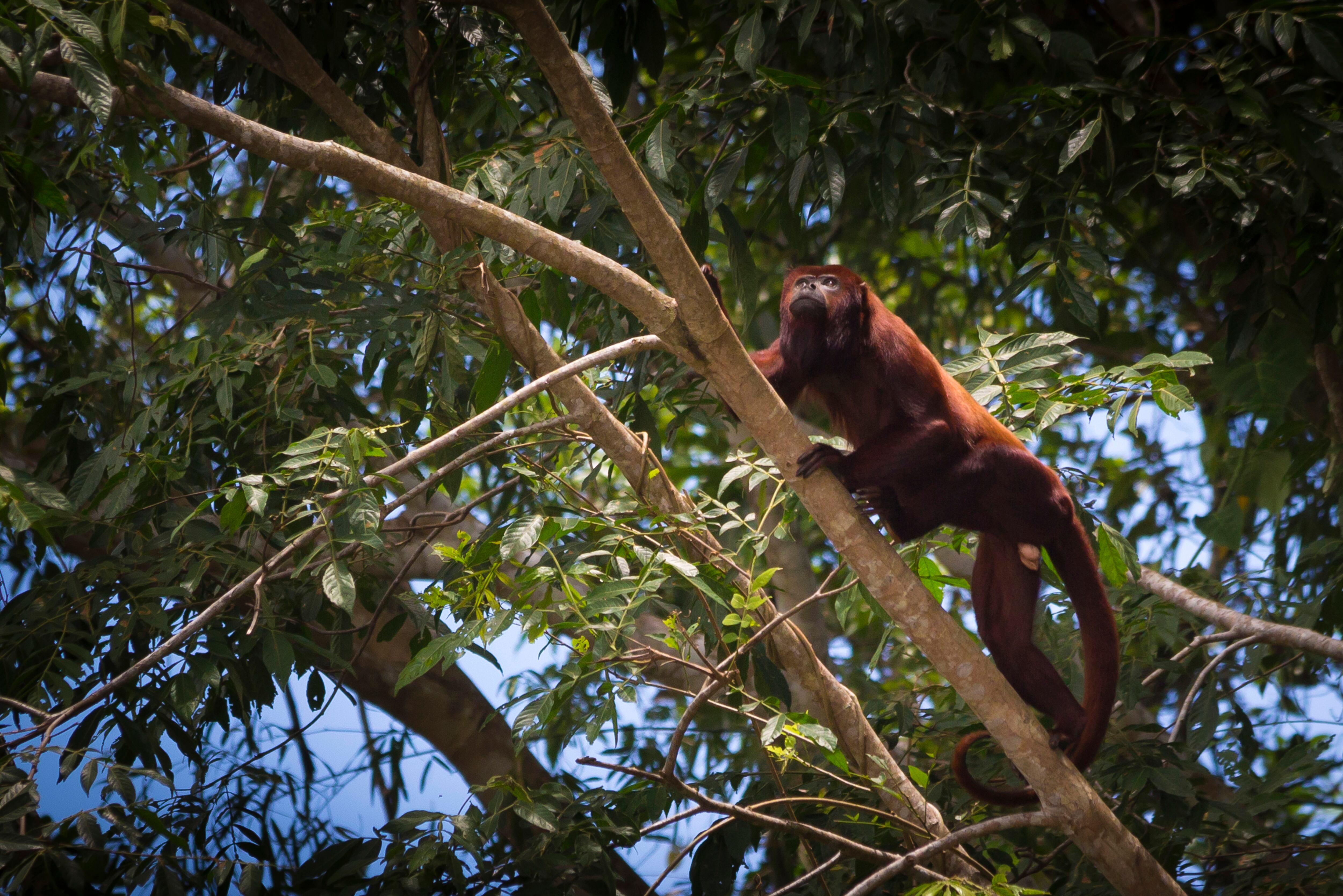 La riqueza de fauna y flora de este lugar lo convierte en uno de los biomas más importantes del Meta.