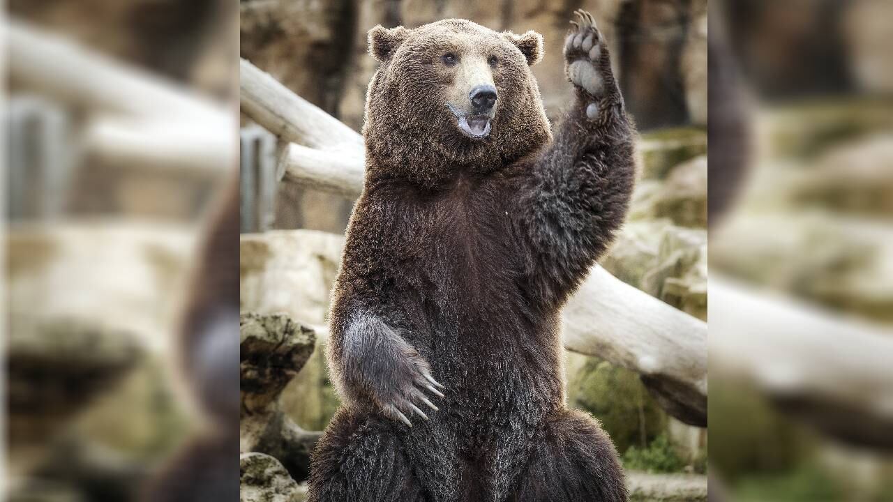 Imagen de referencia de un oso pardo 'saludando'.
