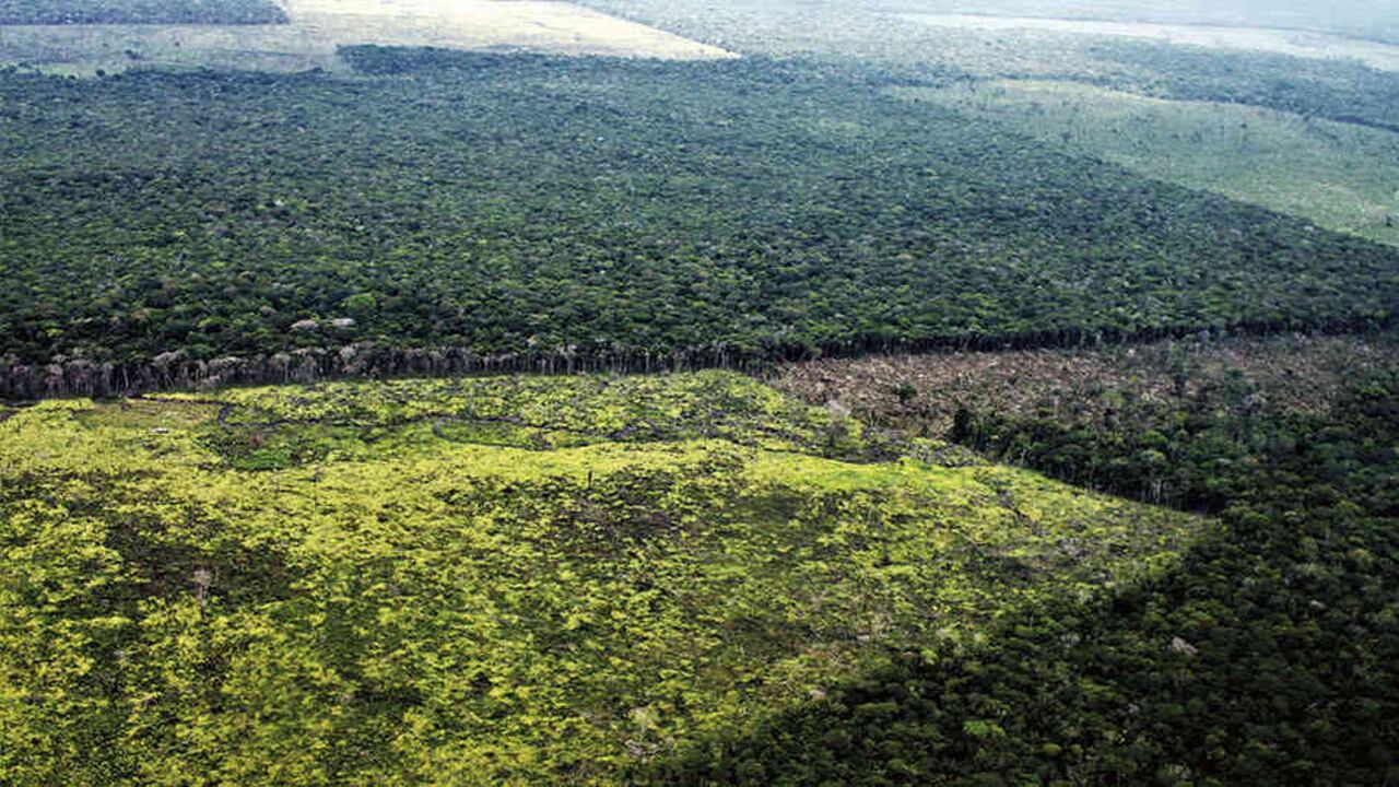 Ambientalistas ven la actual situación de la mayor selva del planeta como una lucha del mundo contra la apropiación mafiosa del planeta.