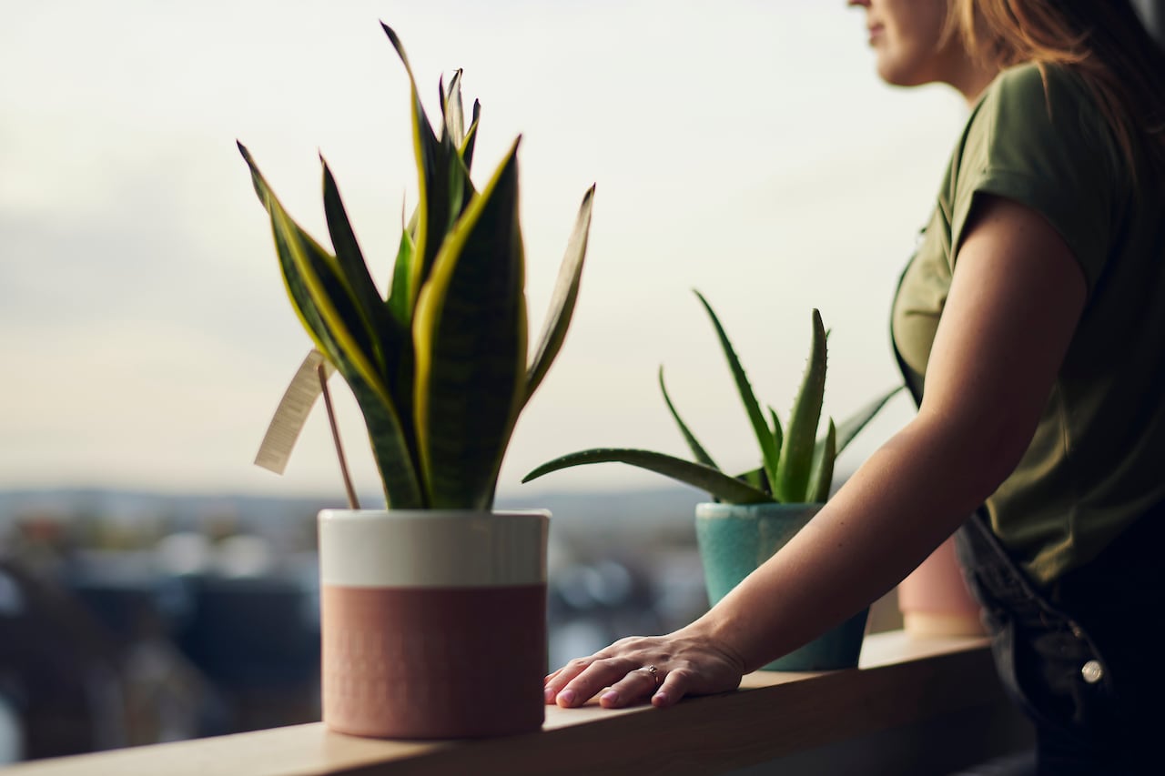 Floreciendo en positividad: el simbolismo detrás de la lengua de suegra según el feng shui.