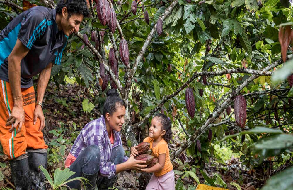 Galia y Luis Fernando le enseñan a Nikol los frutos del cacao que siembran en su tierra. Urabá, 2018. // Jesús Abad Colorado