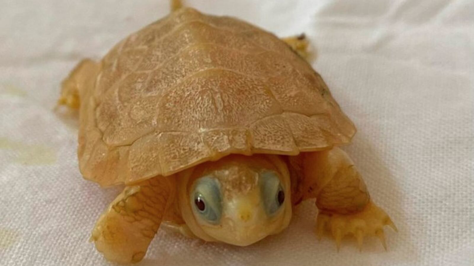 Provincia de Cataluña.