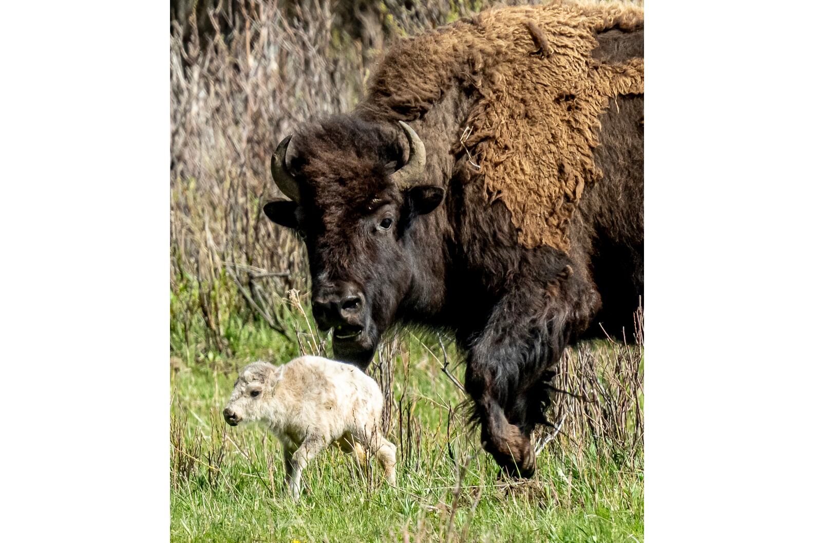Una rara cría de búfalo blanco, supuestamente nacida en el valle de Lamar del Parque Nacional Yellowstone, se muestra el 4 de junio de 2024 en Wyoming. El nacimiento cumple una profecía Lakota que presagia tiempos mejores, según miembros de la tribu india americana que advirtieron que también es una advertencia que se debe hacer más para proteger la tierra y sus animales.