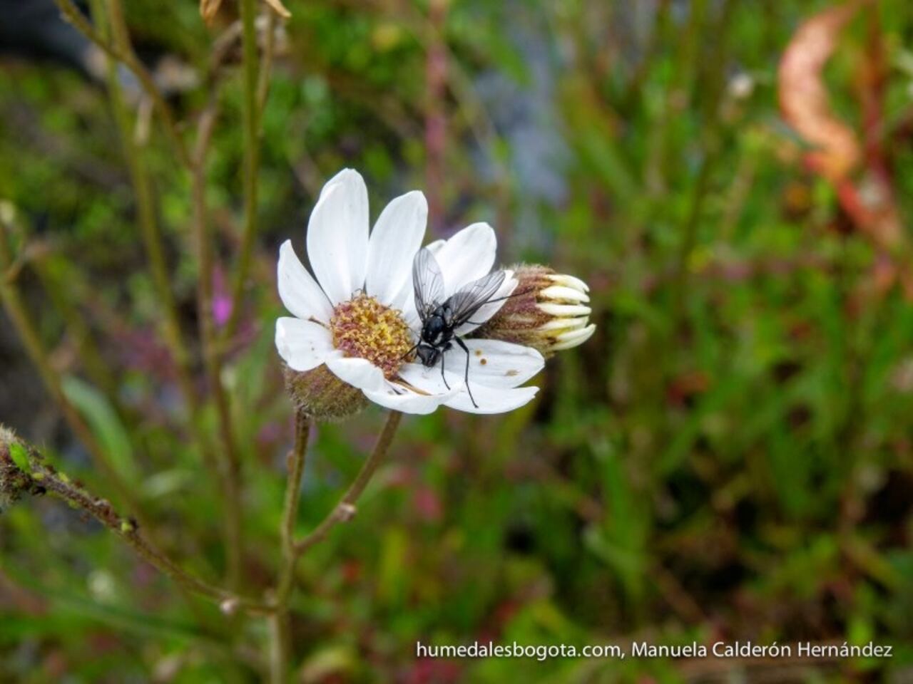 El humedal insignia de la ciudad es La Conejera, pues allí nació el movimiento ambiental en defensa de estos cuerpos de agua, además es el más biodiverso de los humedales de Bogotá y es el único lugar en el mundo donde se encuentra la Margarita de pantano (Senecio carbonelli). En la década de los noventa era uno de los más afectados por las intervenciones del hombre, pero en la actualidad es uno de los más recuperados. Foto: Fundación Humedales Bogotá - Manuela calderón