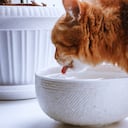 Experto da consejos para hidratar correctamente a los felinos.