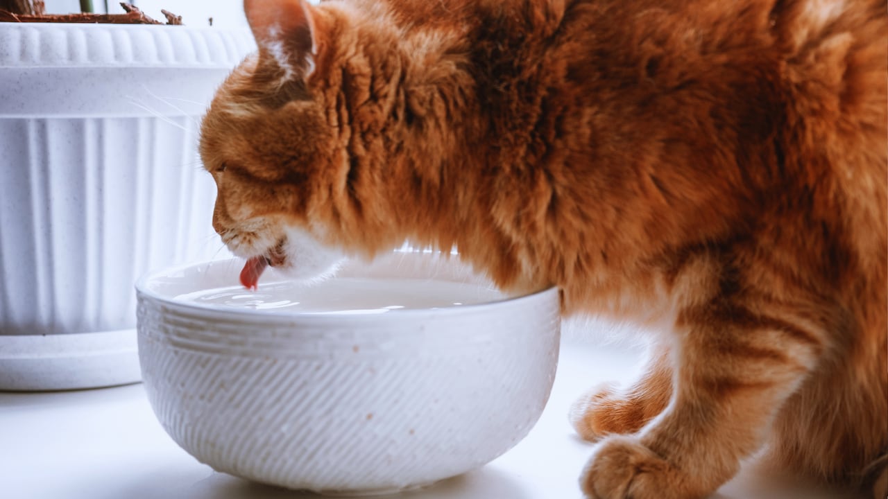 Experto da consejos para hidratar correctamente a los felinos.