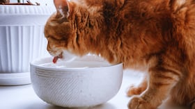 Experto da consejos para hidratar correctamente a los felinos.