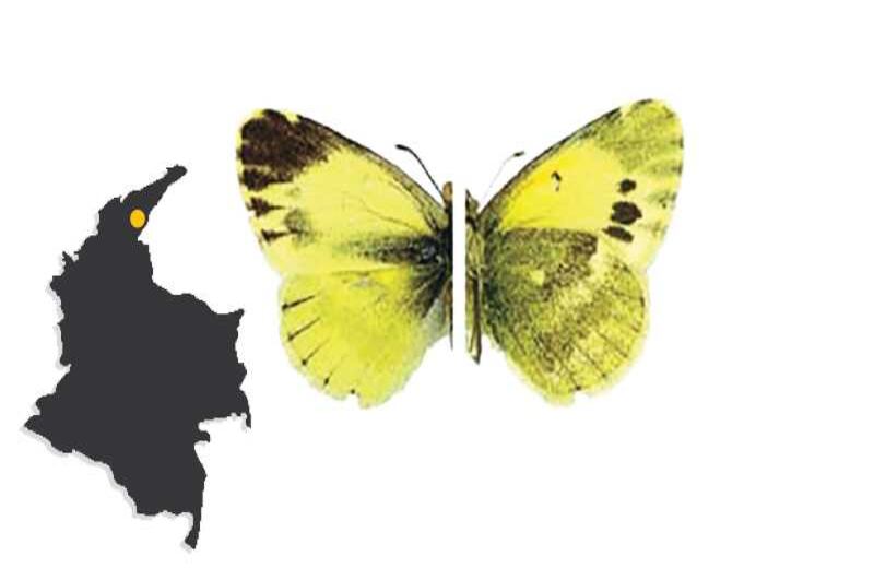 LA MARIPOSA DEL PERIJÁ - En 2010, el investigador de la Universidad Nacional Gonzalo Andrade encontró una nueva especie endémica de la región. Diez años antes, el ELN había secuestrado al experto durante una expedición en el páramo de Sonsón, Antioquia. Ubicación: serranía del Perijá