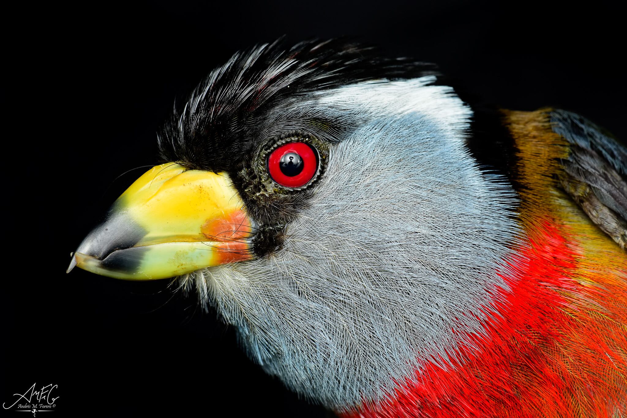 Tucán barbudo (Semnornis ramphastinus). Tomada en Tumaco, Nariño.