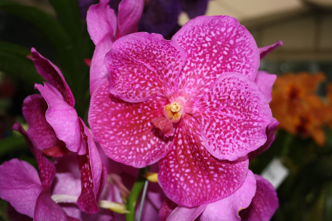 Esta es la XIX Exposición Nacional de Orquídeas.