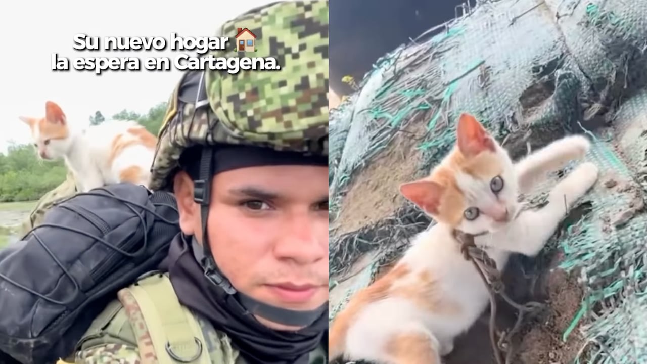 Infante de Marina rescató a una gata en medio de la selva.