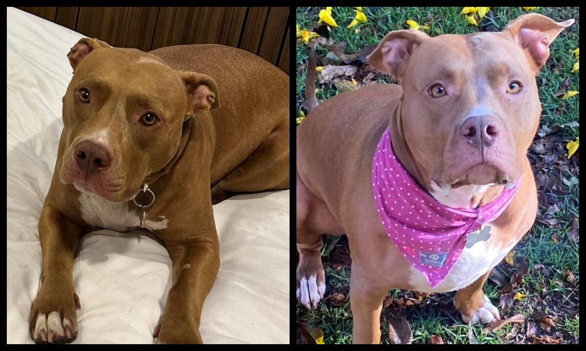 Romina, perrita que se perdió en La Calera en Bogotá