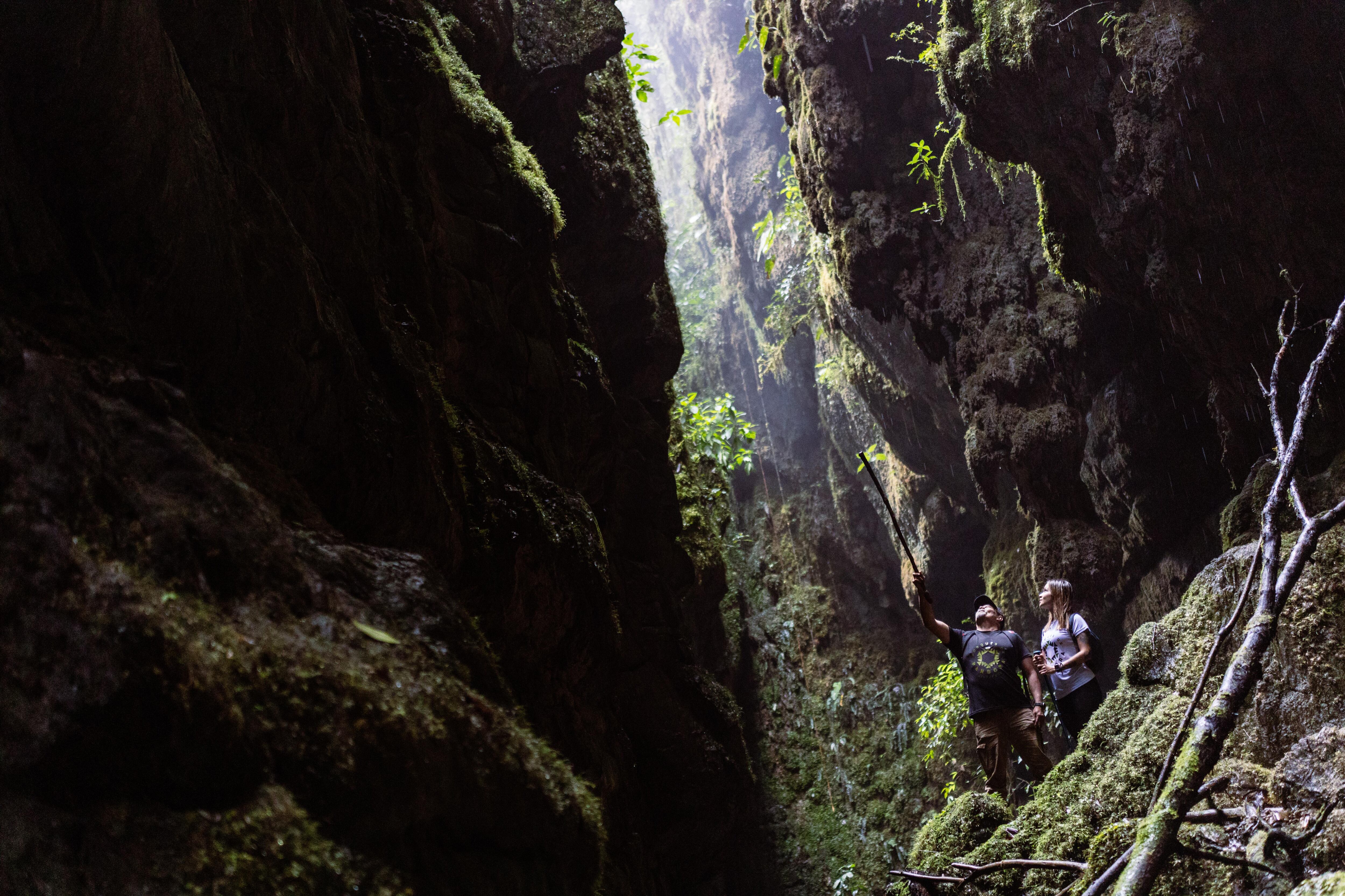 El bosque es un lugar mágico para caminatas y reencuentros con la naturaleza.