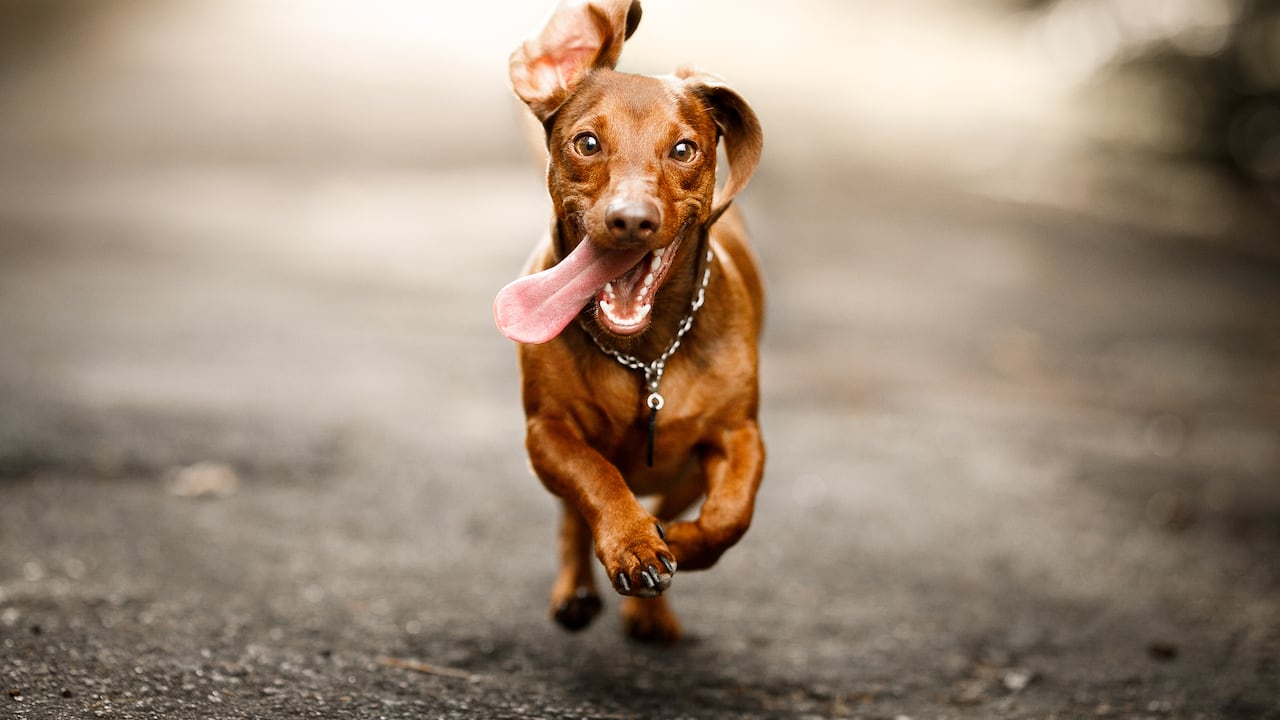 La ciencia advierte que los perros dañan fauna y ecosistemas más de lo pensado.