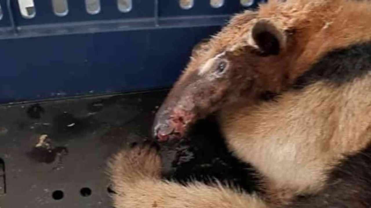 Los atentados contra la fauna silvestre no cesan durante la cuarentena. Foto: CAS.