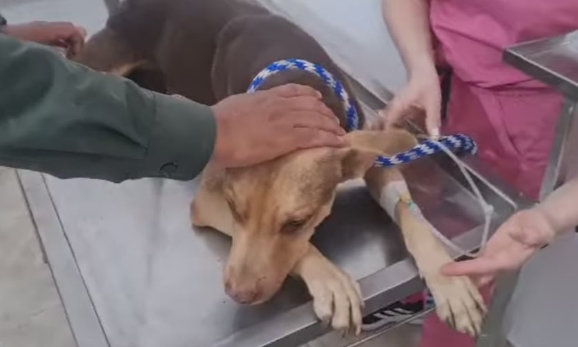 Toby está siendo atendido en una veterinaria.