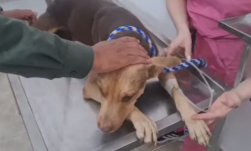 Toby está siendo atendido en una veterinaria.
