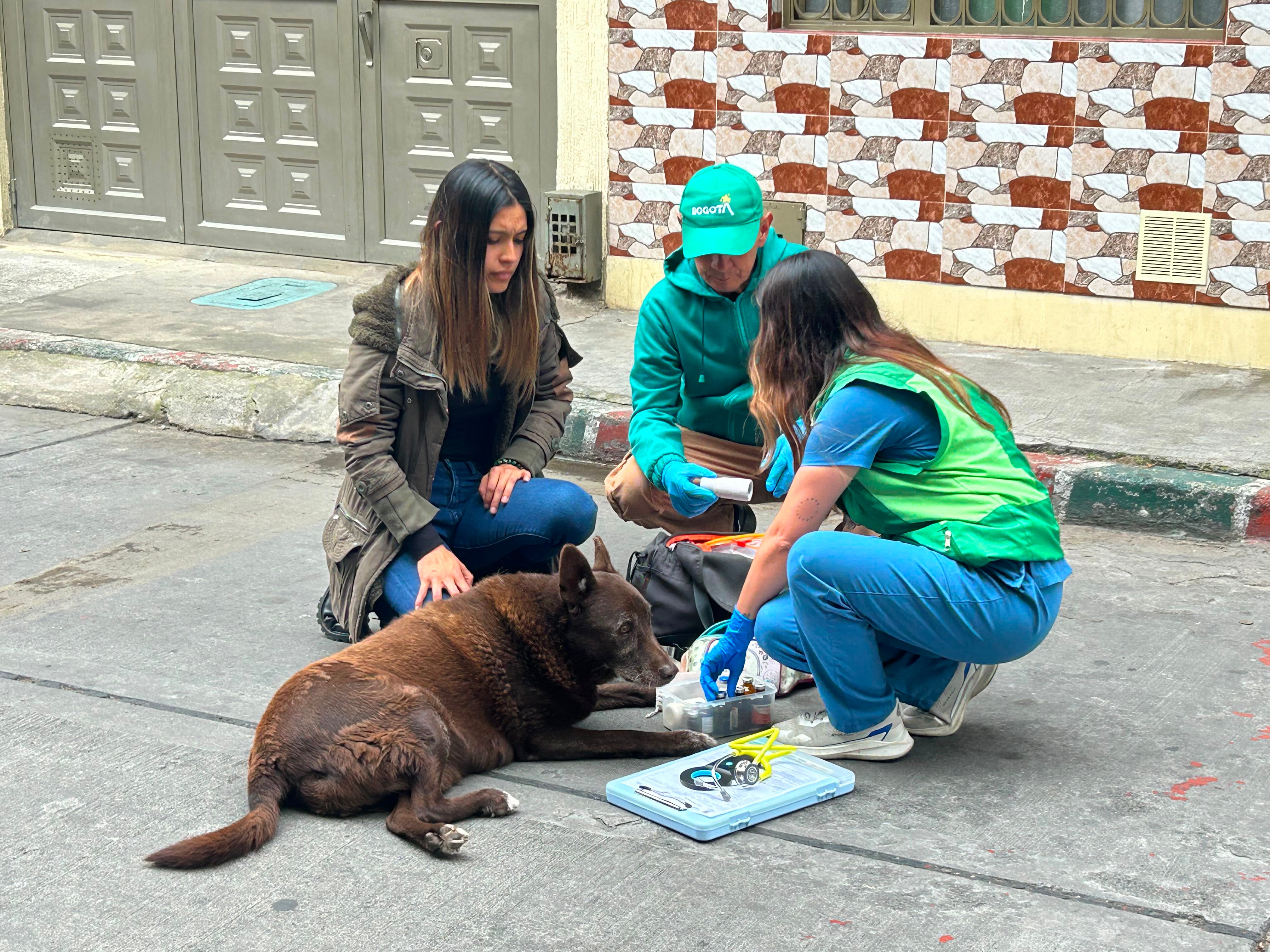 Animal herido en la calle