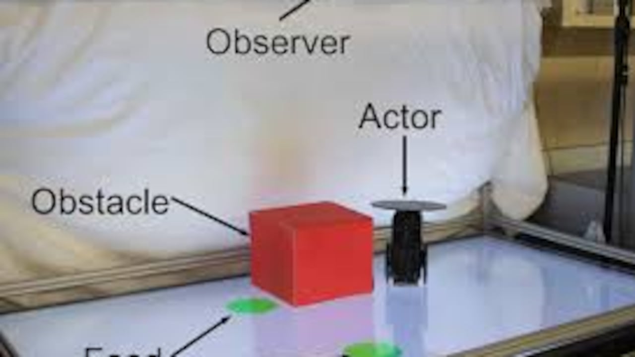 La Universidad de Columbia hizo un estudio sobre un robot que "puede sentir empatía"