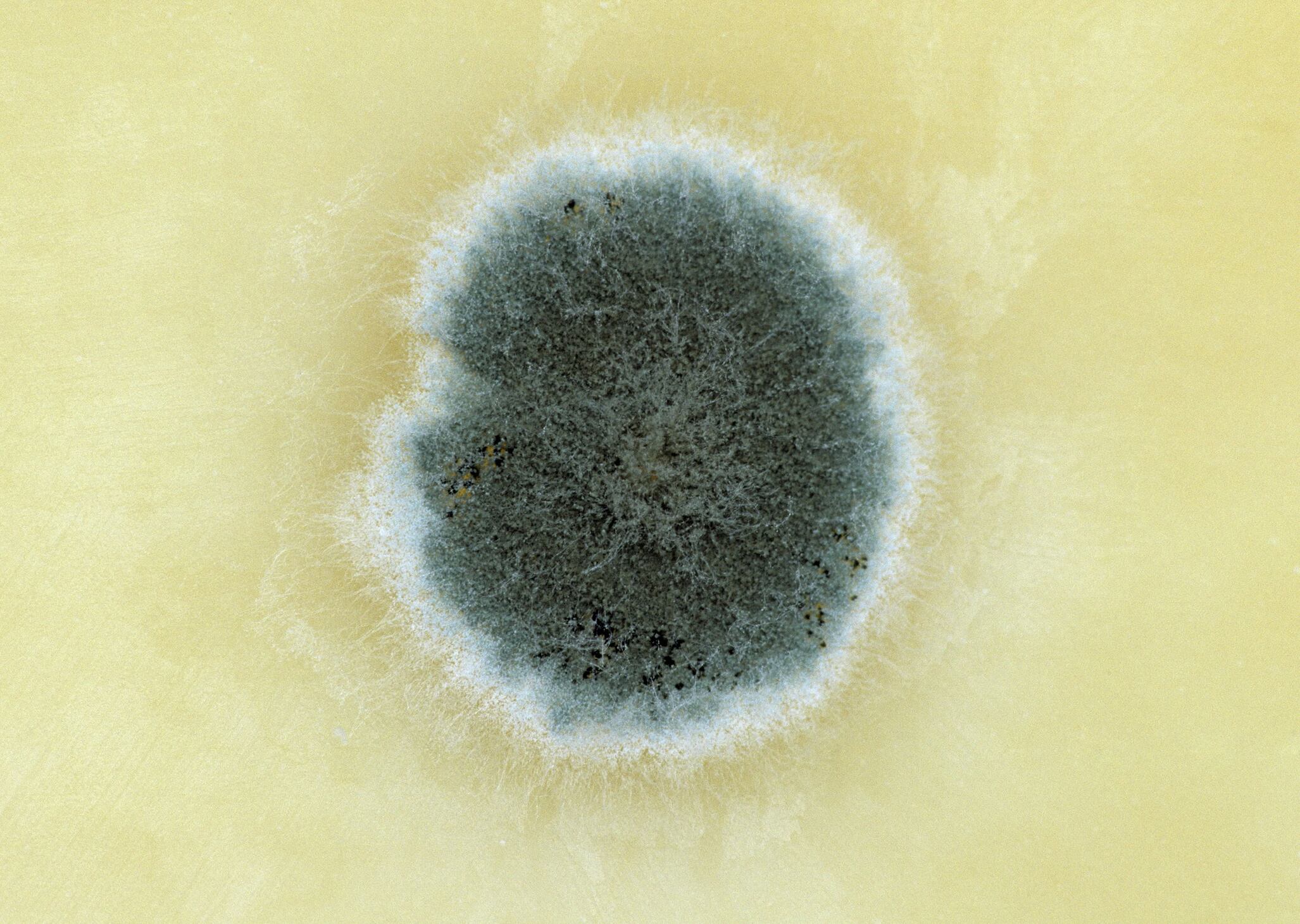 La presencia de moho en la comida es una advertencia sobre el peligro de su consumo