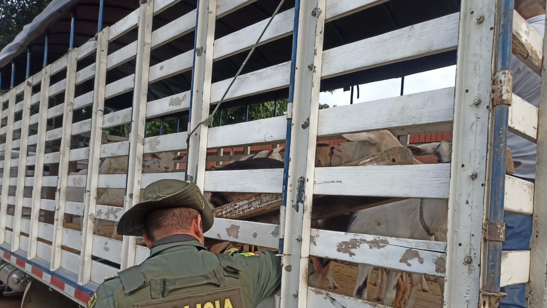Animales rescatados en Cali con presunta desnutrición.
