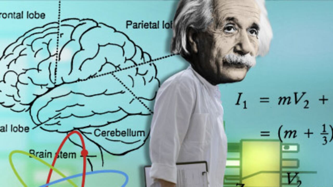 Los expertos consideran que los individuos con cerebros eficientes
tienen otros órganos y sistemas en el organismo que funcionan igual de bien