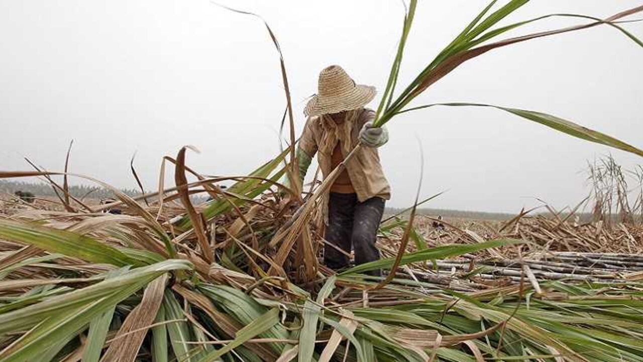 La producción de azúcar en Brasil continúa golpeada por el desplome de los precios y por el alto endeudamiento de la industria.