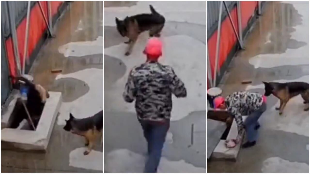 Los animales expresaron su agradecimiento con aquel hombre.