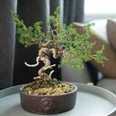 Para el Feng Shui las personas no deberían tener bonsáis en la casa.