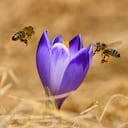 Hasta la apitoxina, el veneno secretado por las obreras de varias especies de abejas, es útil: se puede utilizar para aliviar el dolor en enfermedades como artritis, esclerosis, lupus y psoriasis entre otras, según el apicultor y educador Jorge Tello, conocido como Dr. Bee.