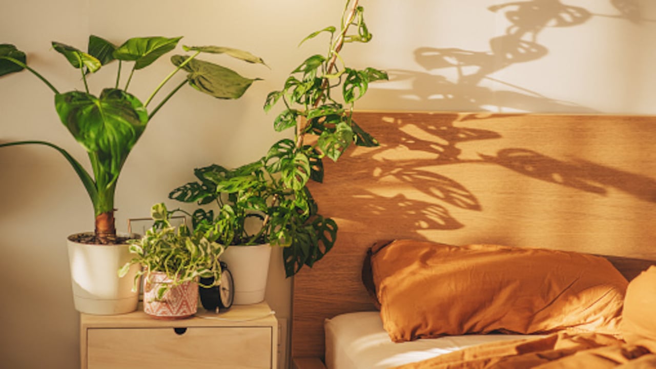 Las plantas proporcionan belleza y purificación del aire.