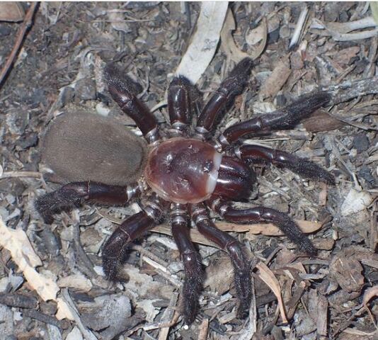 Instagram:@qldmuseum