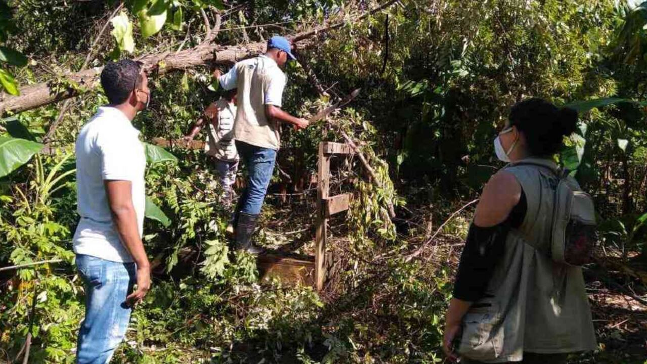 Muchas especies de árboles sufrieron los efectos del paso del huracán Iota. Foto: Coralina