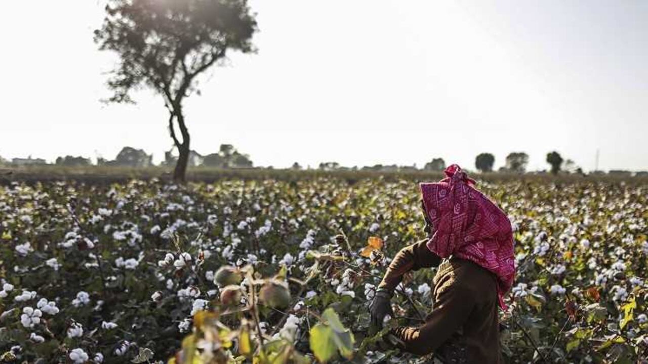 Ya en 2015, 22 de 24 materias primas que se negocian en los mercados financieros tuvieron caídas en sus precios. Sólo subieron el cacao y el algodón.