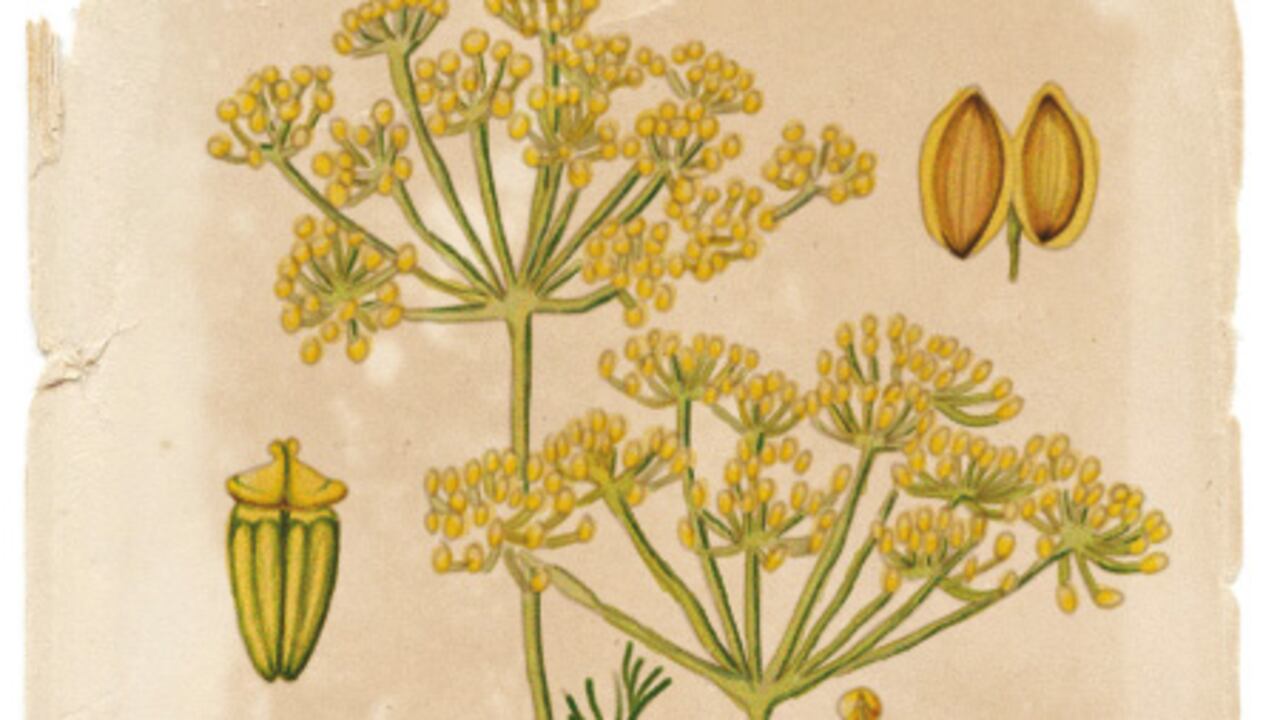 Ilustración: Galatea Miau.