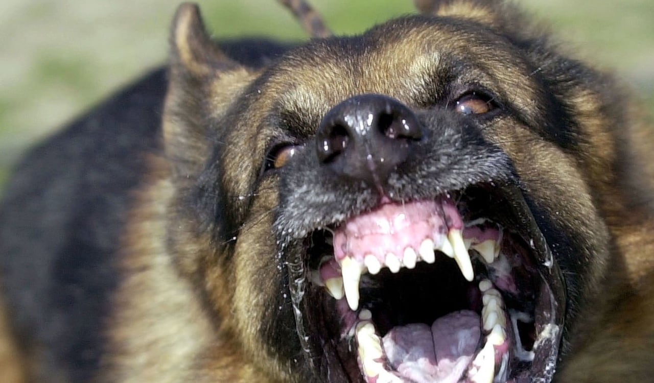 La mujer fue atendida en el lugar de los hechos, pero sus heridas eran demasiado graves (foto de referencia)