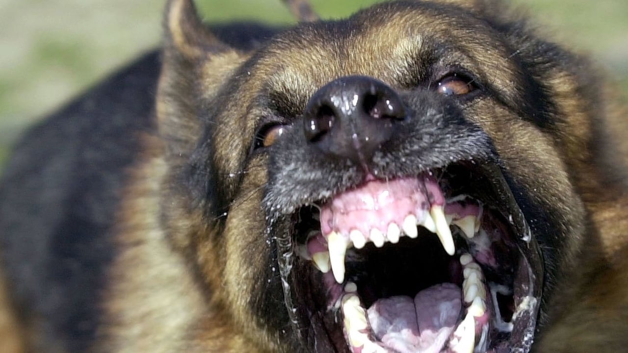 La mujer fue atendida en el lugar de los hechos, pero sus heridas eran demasiado graves (foto de referencia)