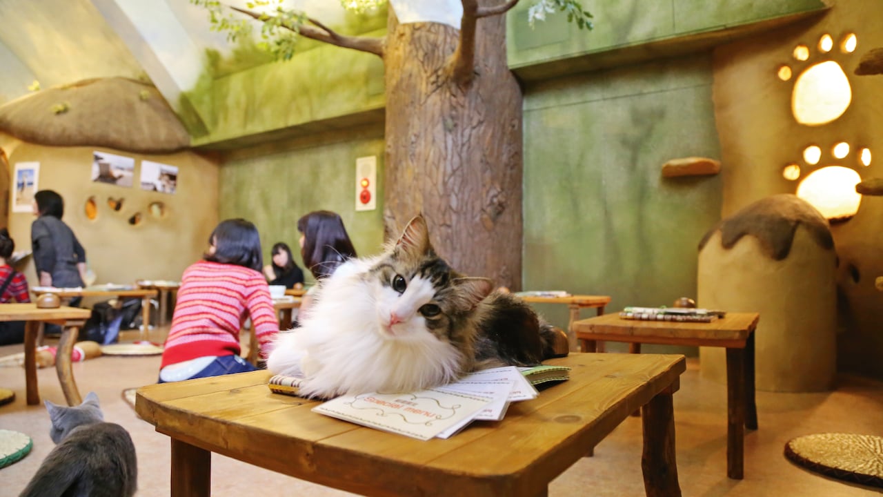 La idea de los neko cafés se popularizó en Tokio, Japón, desde 2004, en el barrio comercial Kichijoji, donde hoy existen unos 40 establecimientos para convivir con gatos por un rato.(Photo by Visual China Group via Getty Images/Visual China Group via Getty Images)