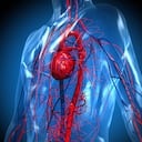 Si una arteria resulta obstruida, esto puede llevar a que se presente un ataque cardíaco o un accidente cerebrovascular.