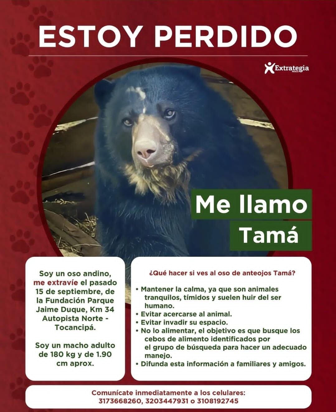 Oso Tamá