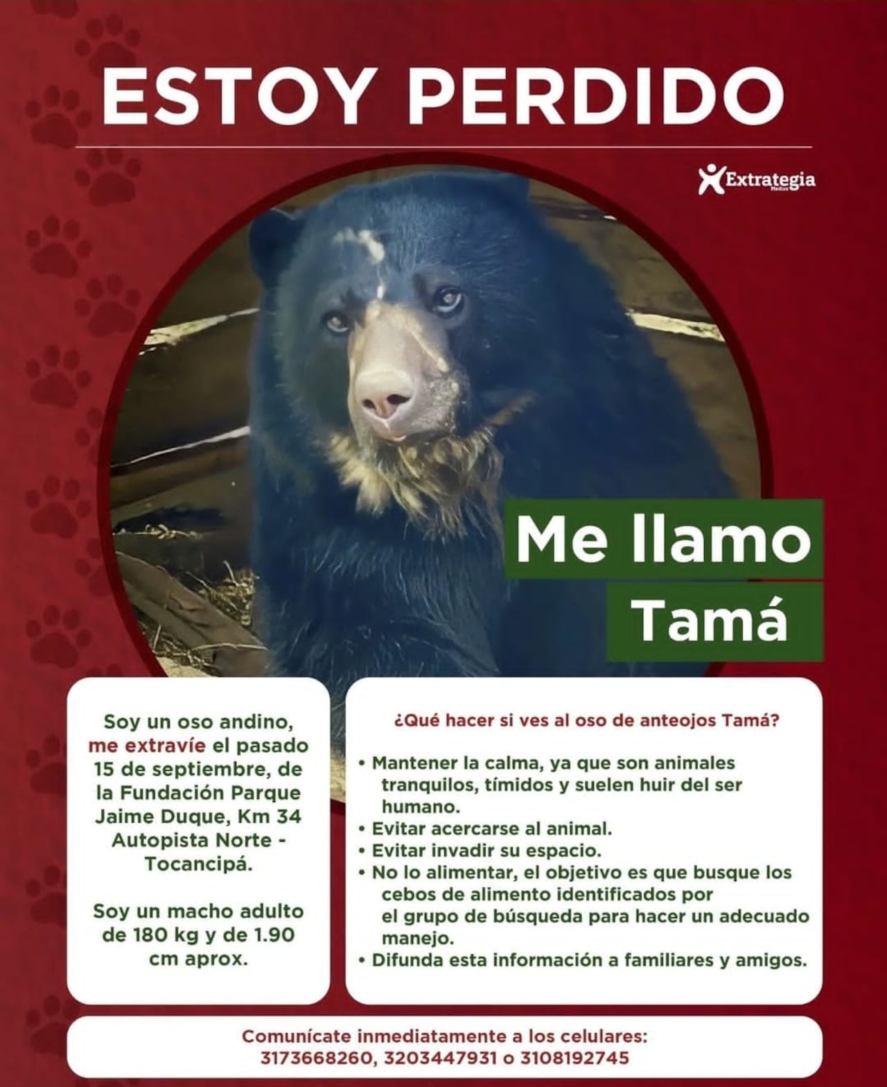 Oso Tamá