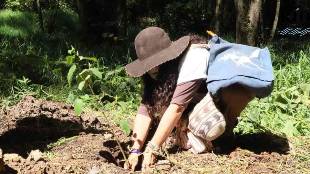 Estos individuos vegetales además se convierten en el hogar de la biodiversidad de la urbe. Foto: Secretaría de Ambiente.