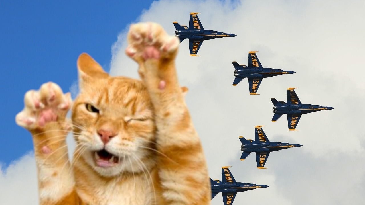 Dueña demanda a la Marina por presuntamente matar a su gato con ruidos de jets.