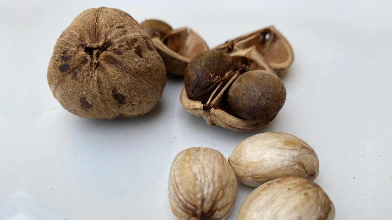 El producto podría abrir nuevas oportunidades de exportación para el país.