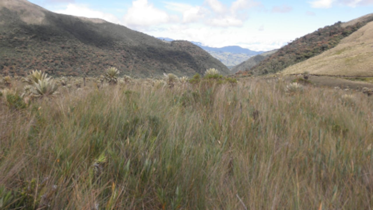 El Instituto Geográfico Agustín Codazzi (IGAC) encontró graves impactos en estas áreas frágiles, asociadas a quemas a cielo abierto, agricultura artesanal, pastoreo y hasta caza ilegal de especies silvestres