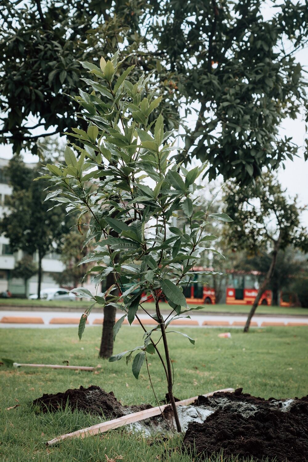 Plantación de árboles en Bogotá