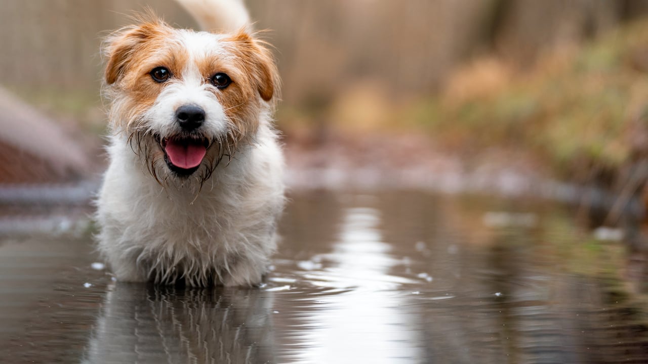 perro mojándose