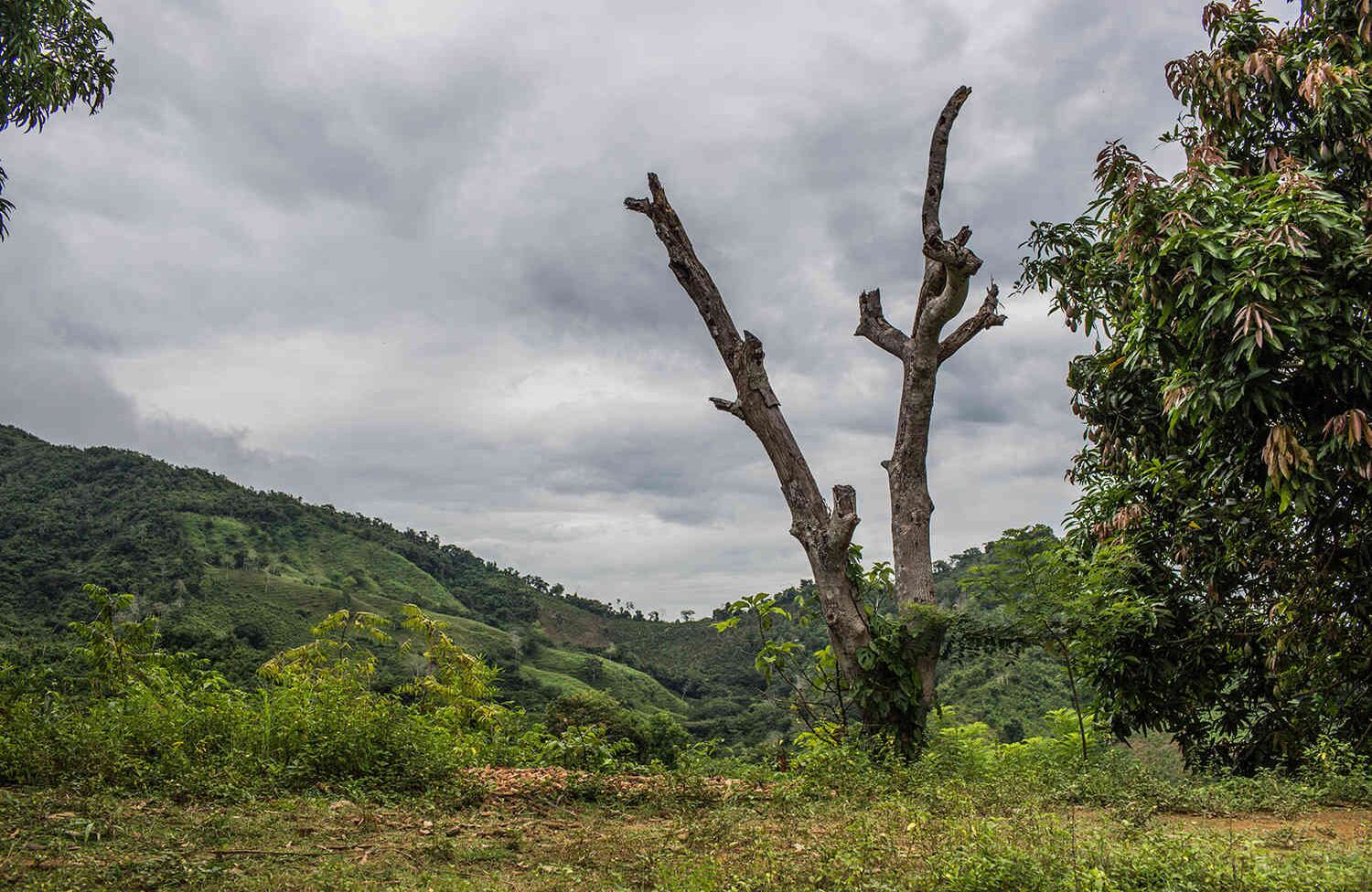 El tronco de un árbol muerto de aguacate. El aguacate solia ser el producto estrella que cultivaban las comunidades de la alta montaña de los montes de María, pero desde la cúspide de la violencia a finales de los 90s y principio de 00,?Cuentan que las cosechas de aguacates murieron y ha sido difícil que de nuevo crezcan. Mauricio Morales.
